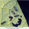 zerynthia caucasica larva1b
